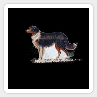 Sheep Dog or Collie Magnet